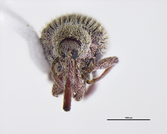 Curculionidae
