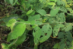 Solanum schlechtendalianum