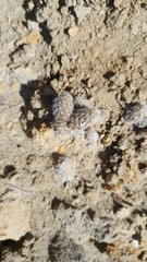 Pterocactus valentini