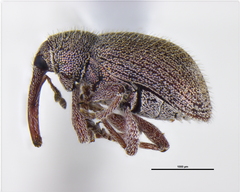 Curculionidae