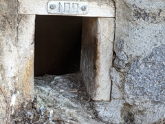 Eudyptula minor albosignata