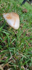 Stropharia coronilla