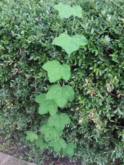 Passiflora lutea