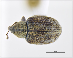 Curculionidae