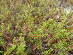 Empetrum nigrum