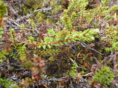 Empetrum nigrum