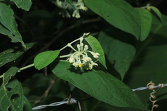 Solanum schlechtendalianum