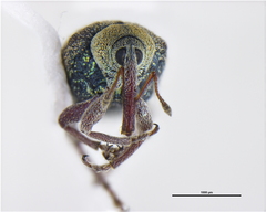 Curculionidae