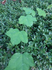 Passiflora lutea