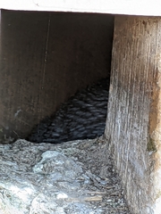 Eudyptula minor albosignata