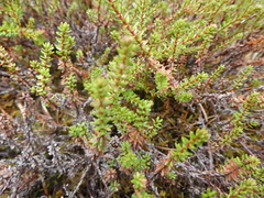 Empetrum nigrum