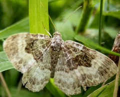 Epirrhoe alternata