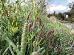 Salicornia pacifica