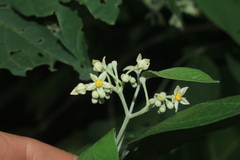 Solanum schlechtendalianum