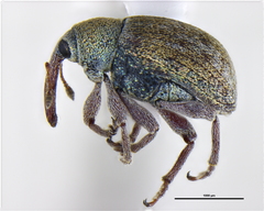 Curculionidae