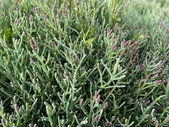 Salicornia pacifica