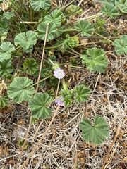 Malva neglecta