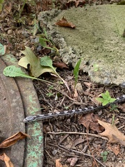 Pantherophis alleghaniensis