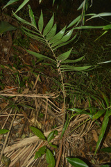Bactris setosa