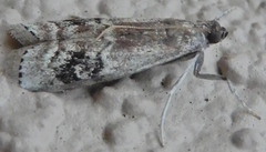 Euzophera semifuneralis