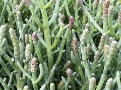 Salicornia pacifica