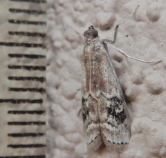 Euzophera semifuneralis