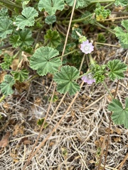 Malva neglecta
