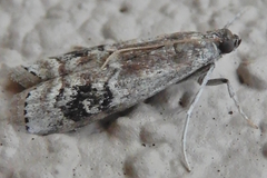 Euzophera semifuneralis