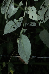 Solanum schlechtendalianum