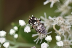 Copestylum tamaulipanum