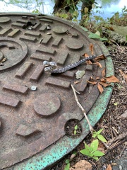 Pantherophis alleghaniensis