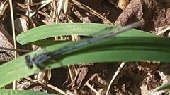 Ischnura verticalis