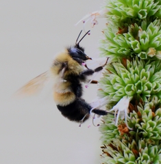 Bombus affinis