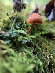 Heimiomyces tenuipes