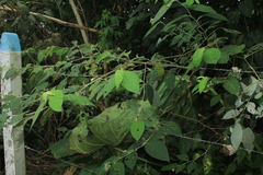 Solanum schlechtendalianum