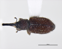 Curculioninae
