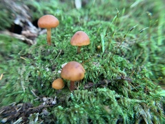Heimiomyces tenuipes