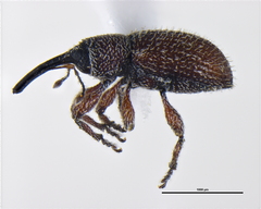 Curculioninae