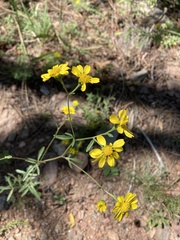 Hymenothrix dissecta