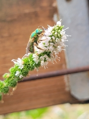 Agapostemon texanus
