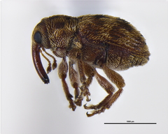 Curculioninae