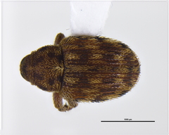 Curculioninae