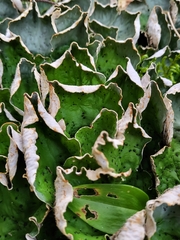 Peltigera aphthosa