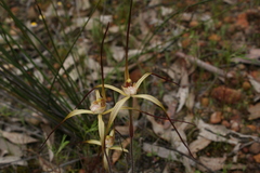 Caladenia xantha