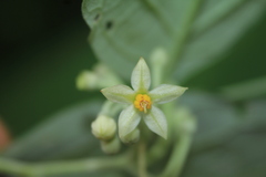 Solanum schlechtendalianum