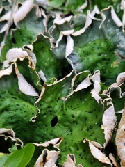 Peltigera aphthosa