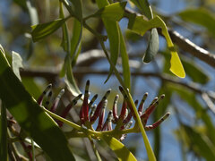 Loranthaceae