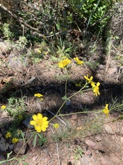 Hymenothrix dissecta