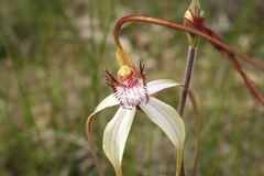 Caladenia longicauda eminens