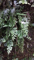 Hymenophyllum